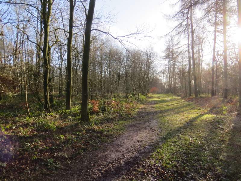 Pete's Walks Cowleaze Wood, Studdridge Farm, Christmas Common (page 1